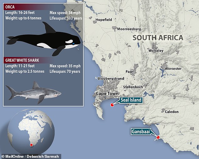 Kỳ án đại dương ở Nam Phi: Xác cá mập chết liên tục dạt vào bờ biển, tất cả đều bị móc mất lá gan - Ảnh 12.