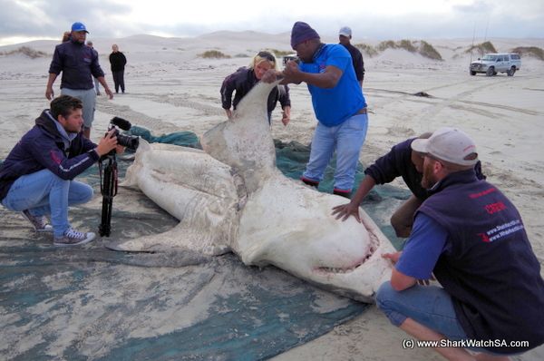 Kỳ án đại dương ở Nam Phi: Xác cá mập chết liên tục dạt vào bờ biển, tất cả đều bị móc mất lá gan - Ảnh 4.