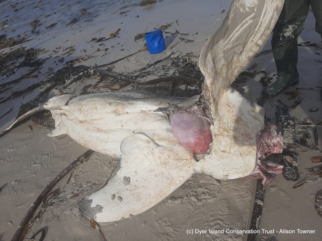 Kỳ án đại dương ở Nam Phi: Xác cá mập chết liên tục dạt vào bờ biển, tất cả đều bị móc mất lá gan - Ảnh 5.