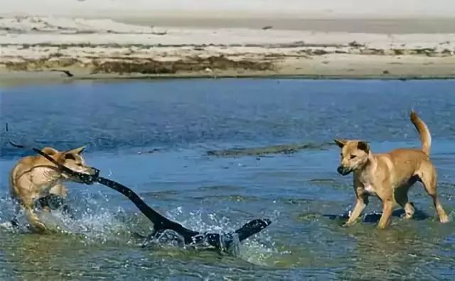 Dingo - Loài động vật kiên cường nhất trong thiên nhiên hoang dã của Châu Úc! - Ảnh 7.