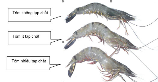 Cách đơn giản để phân biệt tôm sạch và tôm bị bơm tạp chất - Ảnh 8.