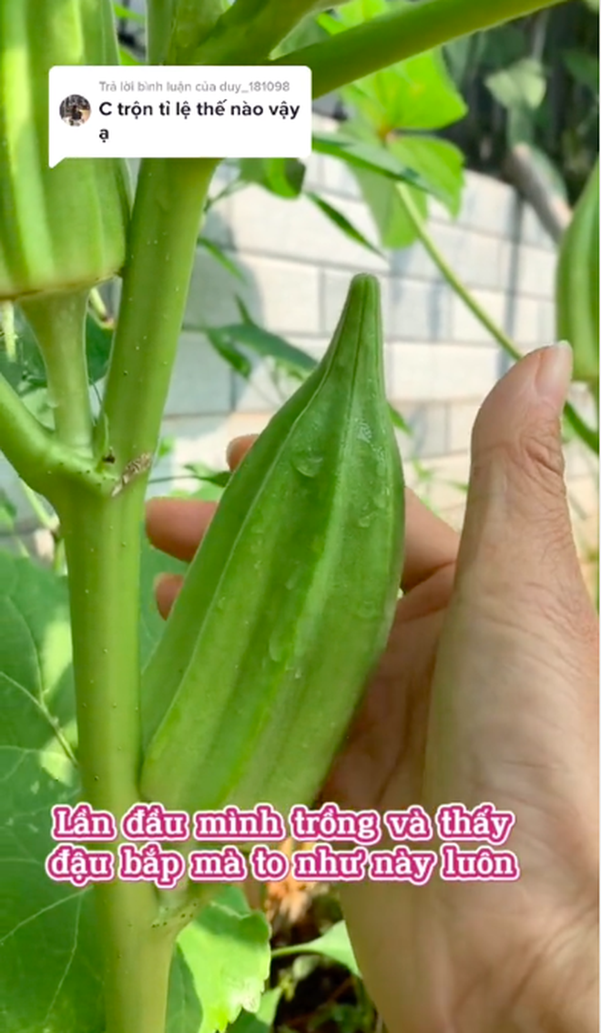  Sững sờ với trái đậu bắp to khủng khiếp mọc trong vườn nhà cô gái, nghe bí quyết trồng mới thấy kỳ công cỡ nào - Ảnh 6.