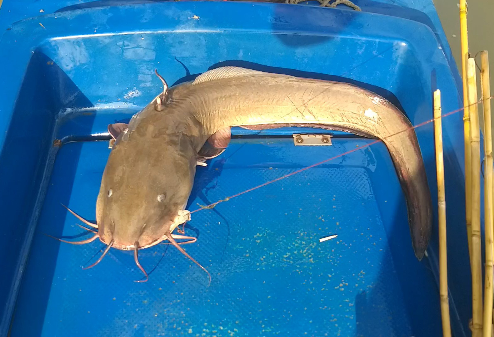 Săn loài cá có nọc cực độc ở Cà Mau - Ảnh 6. Săn loài cá có nọc cực độc ở Cà Mau - Ảnh 6.