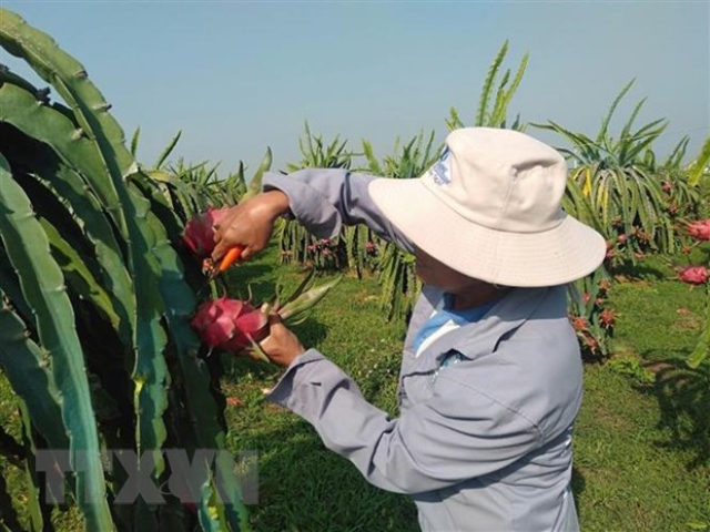 Nhà vườn trồng thanh long lao đao vì thương lái không mua - Ảnh 1.