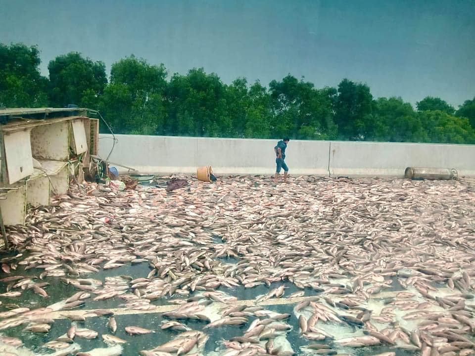 Khoảnh khắc xe tải lật nghiêng, hàng tấn cá tràn xuống cao tốc Hà Nội - Hải Phòng - Ảnh 1.