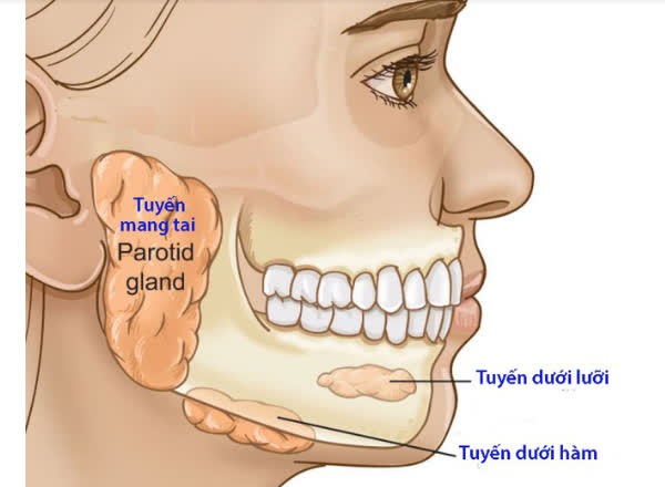 U tuyến nước bọt: Dấu hiệu, nguyên nhân và điều trị - Ảnh 1.