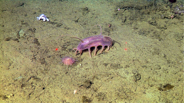 Sea Pig, một trong những loài động vật kỳ lạ nhất dưới biển  - Ảnh 2.