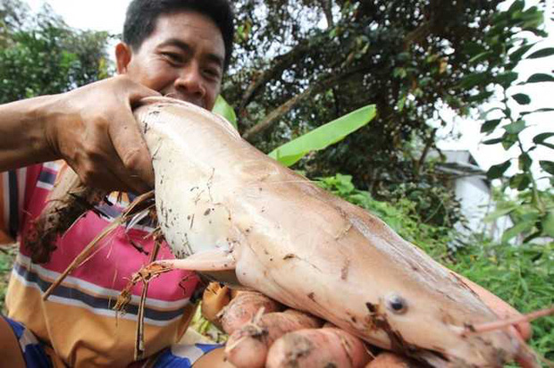 Bắt được con cá trê đột biến màu hồng, chàng trai sợ hãi mang đi thả, dân tình thi nhau tiếc rẻ: Tiền tỷ mà lại vứt đi - Ảnh 3.