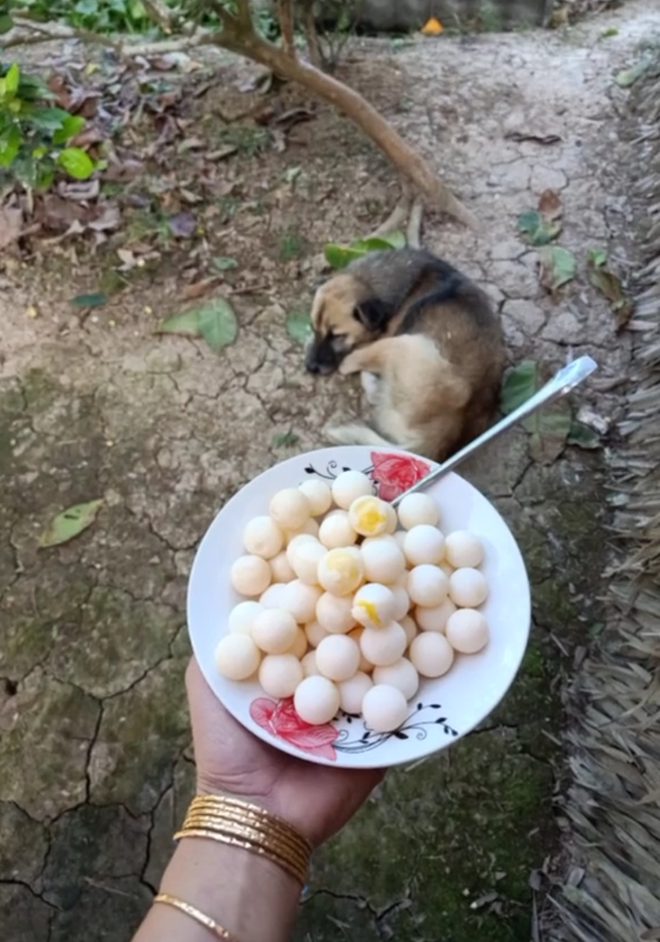 Bố vất vả nuôi ba ba, con gái ở nhà mang hết trứng ra luộc ăn: Suýt thì dính cơn bão chỉ trích của cư dân mạng - Ảnh 3.