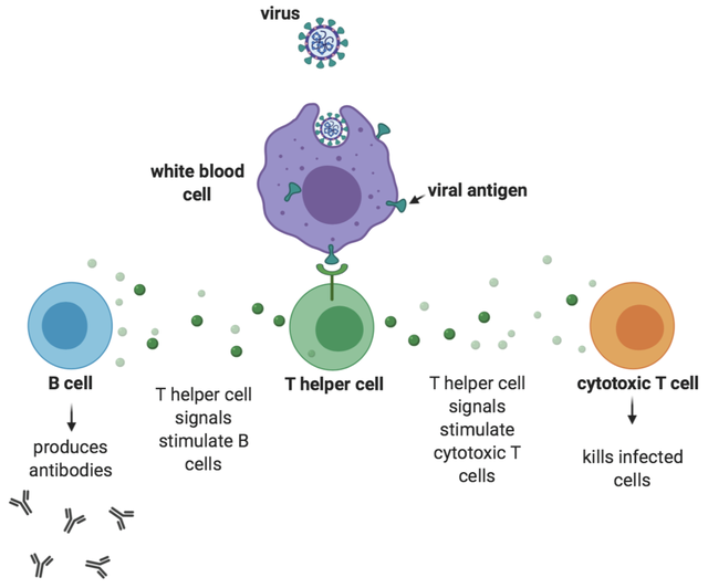 Tế bào T sát thủ là gì? Và cách chúng bảo vệ bạn trước biến thể Omicron - Ảnh 6.