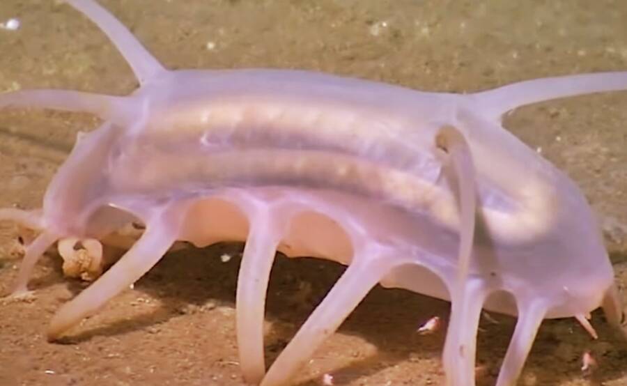 Sea Pig, một trong những loài động vật kỳ lạ nhất dưới biển  - Ảnh 6.