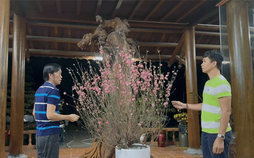  Lan truyền đoạn clip nghệ sĩ Hoài Linh đang tranh luận dữ dội về một loại cây chưng Tết, cái kết khiến nhiều người phải bật ngửa - Ảnh 2.