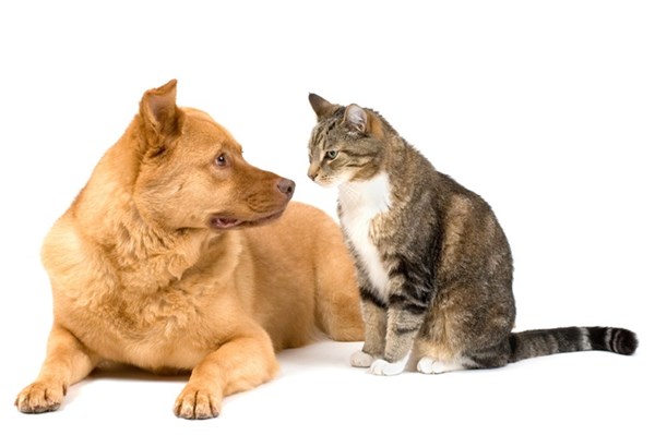 Chó và mèo: Loài nào thông minh hơn?