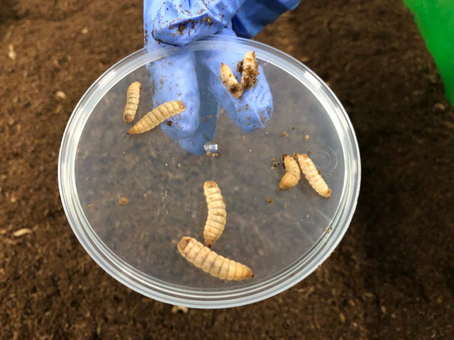 Bên trong trang trại công nghệ cao chuyên nuôi ấu trùng ruồi để lấy protein  - Ảnh 12.