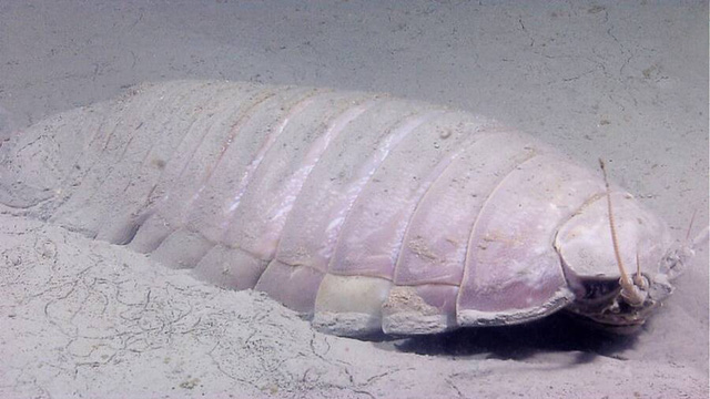 Nhìn như một con bọ khổng lồ, nhưng trên thực tế chúng lại là sinh vật sống dưới biển sâu - Ảnh 9.