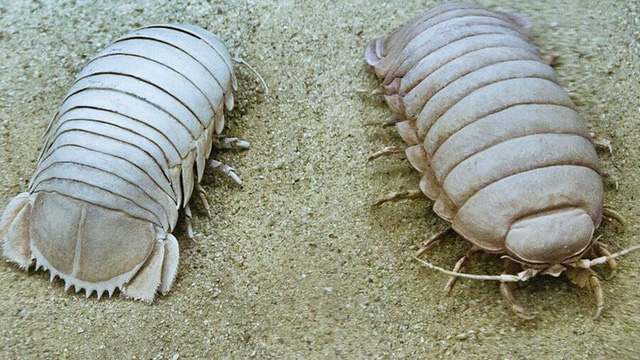 Nhìn như một con bọ khổng lồ, nhưng trên thực tế chúng lại là sinh vật sống dưới biển sâu - Ảnh 10.