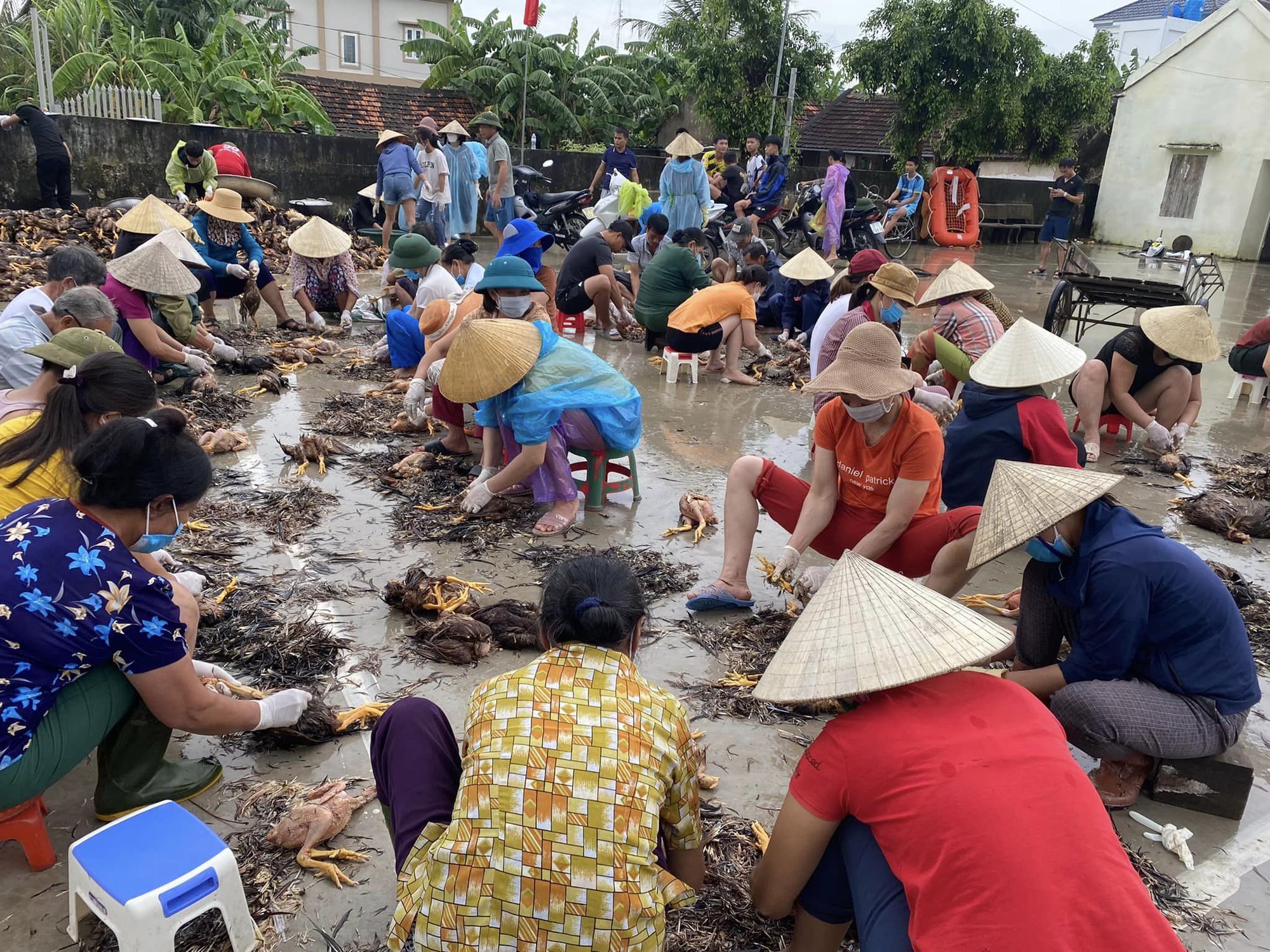 4000 con gà sắp xuất bán thì lũ về chết sạch, nước lên nhanh không cứu kịp - Ảnh 5.