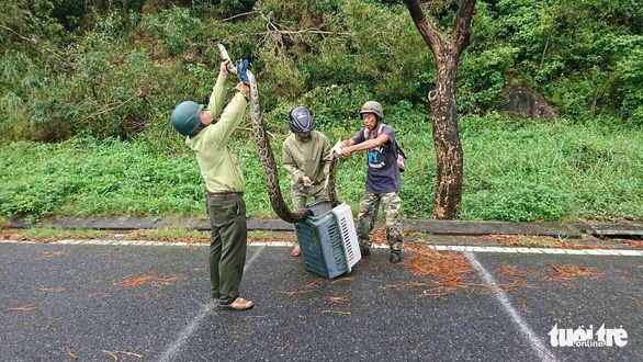 Trăn gấm 4 mét quấn chết khỉ bên vệ đường dưới núi Sơn Trà - Ảnh 4.