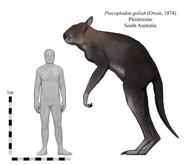 Một số loài Megafaunal đã tồn tại ở New Guinea cho đến 20.000 năm trước - Ảnh 6.