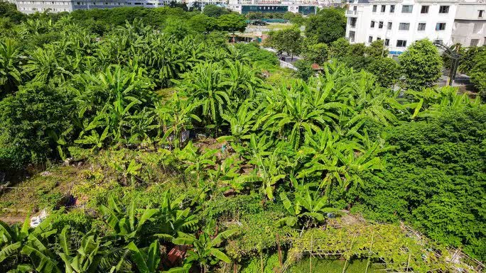 Bên trong những lô đất quây tôn 20 năm mà Hà Nội quyết đòi để xây trường có gì? - Ảnh 6.