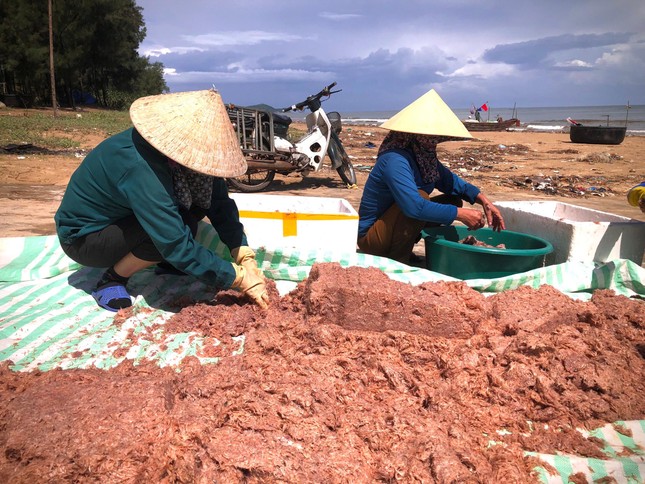 Đánh bắt ruốc biển sau mưa lũ, ngư dân kiếm tiền triệu mỗi ngày - Ảnh 1.