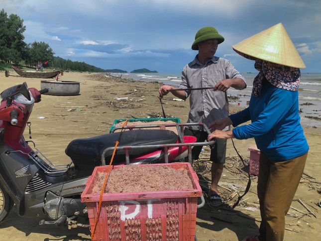 Đánh bắt ruốc biển sau mưa lũ, ngư dân kiếm tiền triệu mỗi ngày - Ảnh 11.