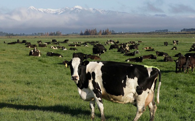 New Zealand đề xuất đánh thuế ợ hơi từ bò, cừu để hạn chế khí thải - Ảnh 1.
