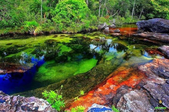 Sông ngũ sắc ở Colombia: Tuyệt tác thiên nhiên không được chạm vào, chỉ rực rỡ trong vài tháng hàng năm - Ảnh 10.