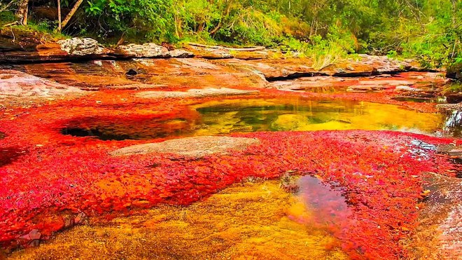 Sông ngũ sắc ở Colombia: Tuyệt tác thiên nhiên không được chạm vào, chỉ rực rỡ trong vài tháng hàng năm - Ảnh 8.