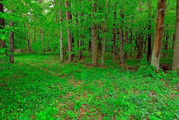 Phát hiện hơn 900 di tích cổ trong rừng nguyên sinh Ba Lan - Ảnh 1.