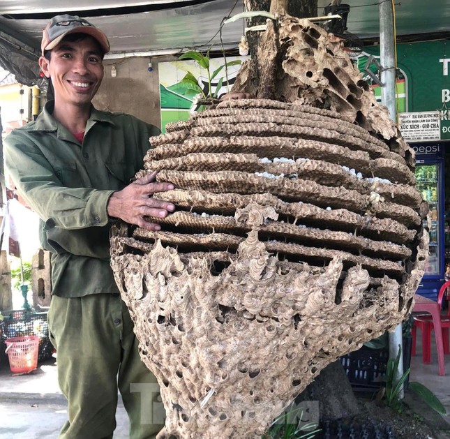 Tận mắt thấy tổ ong khủng 16 tầng, nặng 21kg ở rừng biên giới - Ảnh 5.