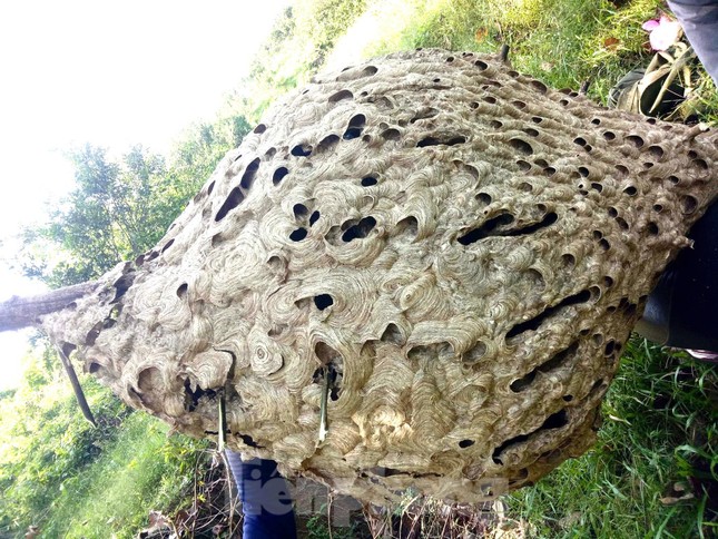 Tận mắt thấy tổ ong khủng 16 tầng, nặng 21kg ở rừng biên giới - Ảnh 6.