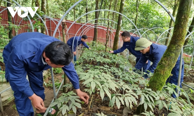  Cây tiền tỷ trên đất nghèo Lai Châu  - Ảnh 2.