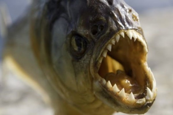 Đây là những điều sẽ xảy ra nếu bạn thả một con cá sấu vào hồ đầy cá piranha - Ảnh 5.