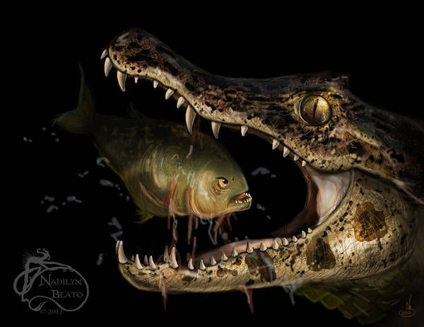 Đây là những điều sẽ xảy ra nếu bạn thả một con cá sấu vào hồ đầy cá piranha - Ảnh 2.