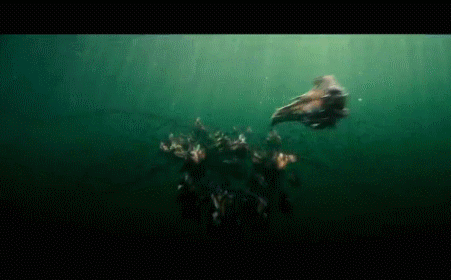 Đây là những điều sẽ xảy ra nếu bạn thả một con cá sấu vào hồ đầy cá piranha