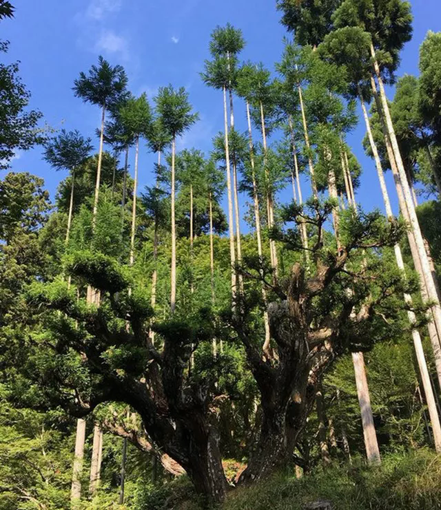 Daisugi: Kỹ thuật trồng cây tưởng lạ mà quen của người Nhật vừa giúp giảm biến đổi khí hậu, vừa tạo ra cảnh quan phi thường - Ảnh 10.
