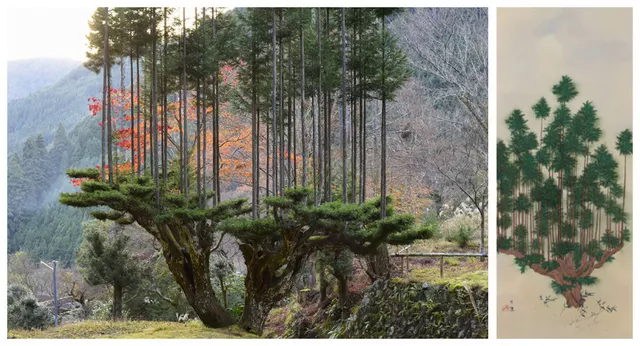 Daisugi: Kỹ thuật trồng cây tưởng lạ mà quen của người Nhật vừa giúp giảm biến đổi khí hậu, vừa tạo ra cảnh quan phi thường - Ảnh 9.