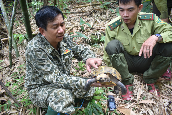 Phát hiện nhiều loài rùa quý hiếm tại Khu bảo tồn thiên nhiên Pù Hu - Ảnh 6.