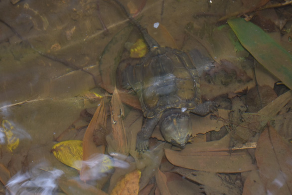 Phát hiện nhiều loài rùa quý hiếm tại Khu bảo tồn thiên nhiên Pù Hu - Ảnh 5.