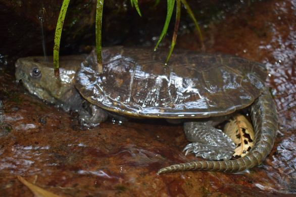 Phát hiện nhiều loài rùa quý hiếm tại Khu bảo tồn thiên nhiên Pù Hu - Ảnh 3.