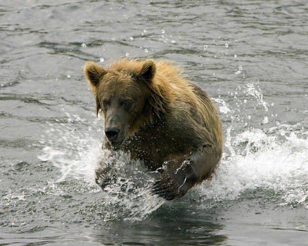 Những loài gấu to lớn nhất còn tồn tại trên Trái đất - Ảnh 10.
