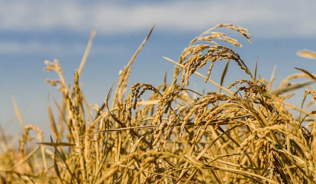 Trung Quốc giới thiệu giống lúa mới cho thu hoạch nhiều năm, không cần gieo hạt lại - Ảnh 1.