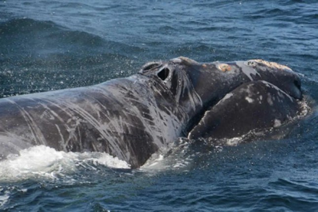 Thêm hàng chục con cá voi bị bệnh và bị thương ở Bắc Đại Tây Dương - Ảnh 3.