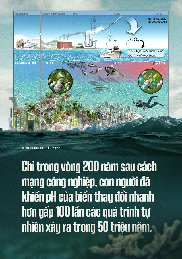 Biển hấp thụ 22 triệu tấn CO2 mỗi ngày, chúng đang làm tan vỏ hàu, tẩy trắng san hô và khiến cả đại dương axit hóa - Ảnh 20.
