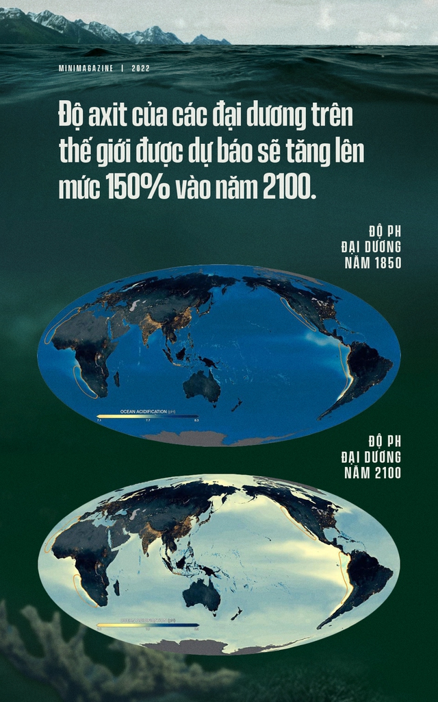 Biển hấp thụ 22 triệu tấn CO2 mỗi ngày, chúng đang làm tan vỏ hàu, tẩy trắng san hô và khiến cả đại dương axit hóa - Ảnh 10.