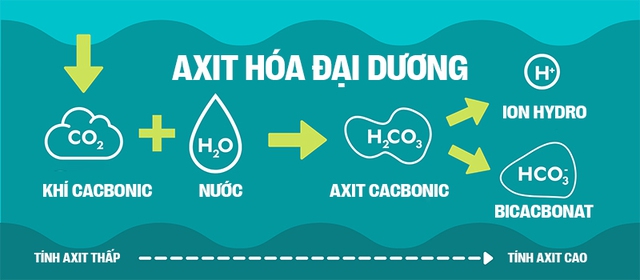 Biển hấp thụ 22 triệu tấn CO2 mỗi ngày, chúng đang làm tan vỏ hàu, tẩy trắng san hô và khiến cả đại dương axit hóa - Ảnh 9.