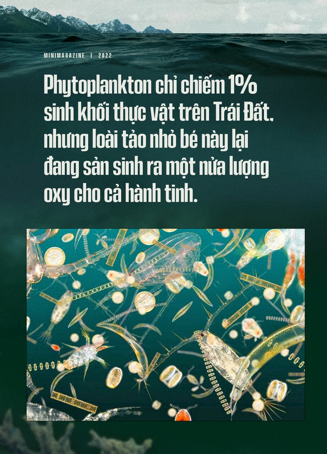 Biển hấp thụ 22 triệu tấn CO2 mỗi ngày, chúng đang làm tan vỏ hàu, tẩy trắng san hô và khiến cả đại dương axit hóa - Ảnh 6.