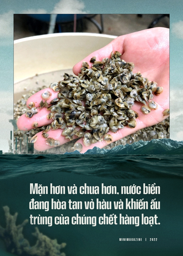 Biển hấp thụ 22 triệu tấn CO2 mỗi ngày, chúng đang làm tan vỏ hàu, tẩy trắng san hô và khiến cả đại dương axit hóa - Ảnh 3.