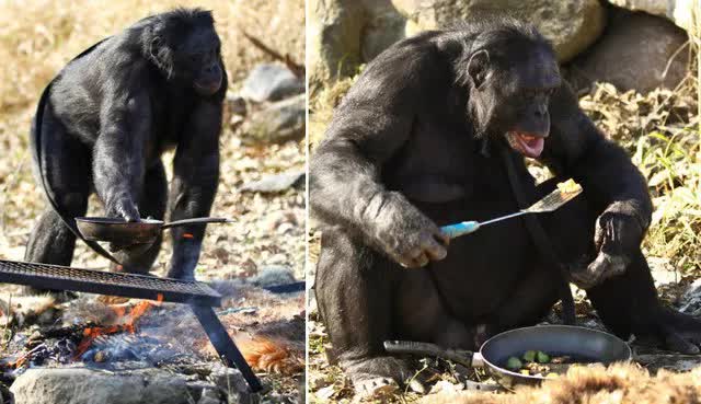 Kanzi: Con tinh tinh vô cùng thông minh, có thể tự nhóm lửa và nấu chín đồ ăn - Ảnh 4.